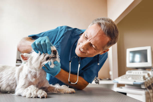 Best Same-Day Emergency Dental Services in Horatio, AR